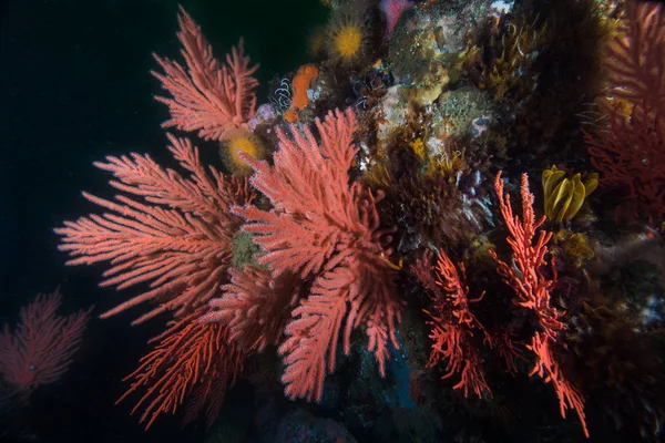 Маленькие Пальмовые Морские Вентиляторы Leptogorgia Palma Белыми Кормовыми Полипами Покрывающими — стоковое фото