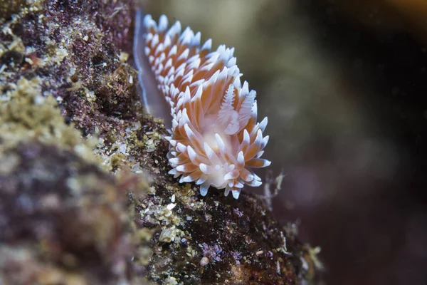Mys Silvertip Nudibranch Janolus Capensis Útesu Obráceném Kameře — Stock fotografie