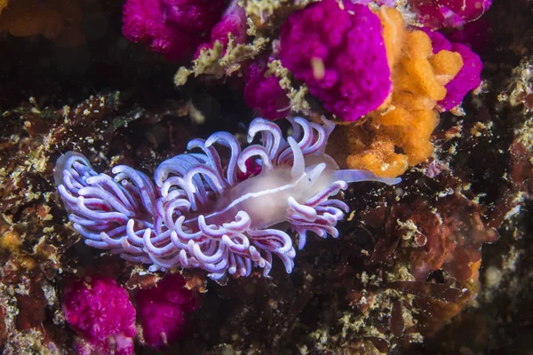 Eine Farbenfrohe Korallenschnecke Phyllodesmium Horridum — Stockfoto