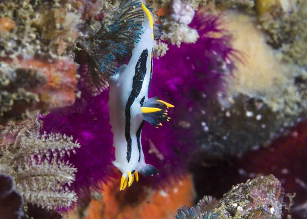 Eine Nacktschnecke Polycera Capensis — Stockfoto