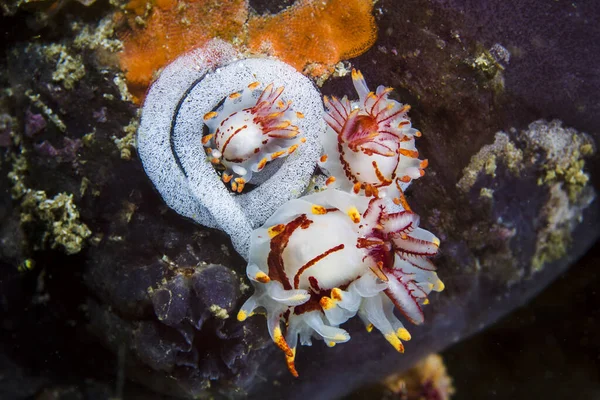 Three Fiery Nudibranchs Okenia Amoenula Grouped Together Egg Ribbon — Stock Photo, Image