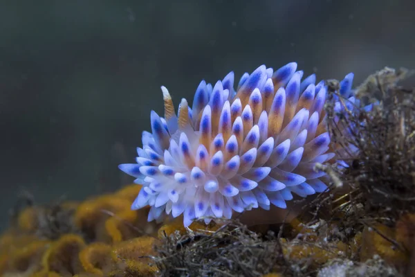 Modrý Plynový Plamen Nudibranch Bonisa Nakaza Boční Pohled Tento Krásný — Stock fotografie