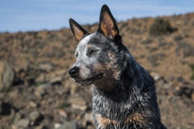 Austrailian sığır çobanı (Blue Heeler) köpek yavrusu, kurak bir manzarayla yüzünü başka yöne çeviriyor.