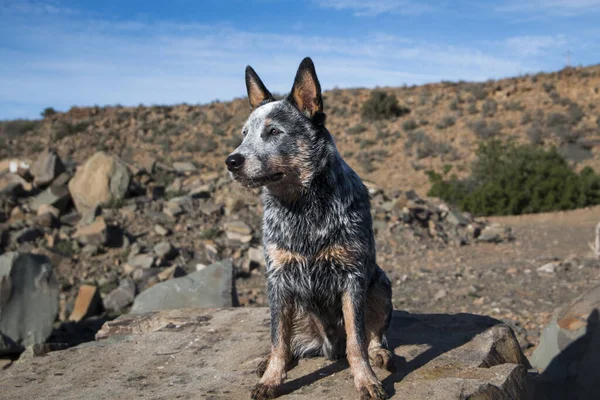 Australský Chovatelský Pes Blue Heeler Štěně Venku Celé Délce Portrét — Stock fotografie