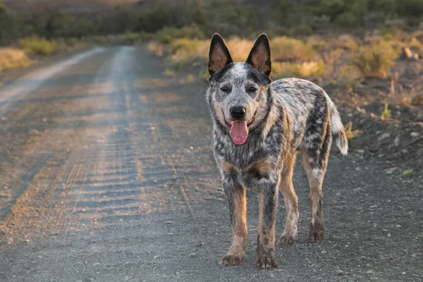 Austrailian Cattle Dog Blue Heeler Valp Utomhus Står Grusväg Full — Stockfoto