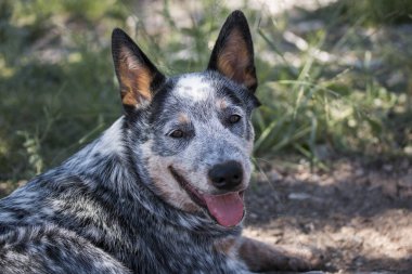 Austrailian Sığır Köpeği (Blue Heeler) dışarıda dinlenen köpek yavrusu kameraya bakıyor, ağzı açık ve dili dışarı çıkmış.