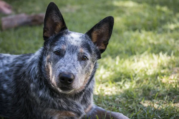 Mladý Australský Dobytek Pes Modrá Pata Detailní Záběr Portrét Obličeje — Stock fotografie