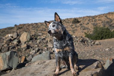 Austrailian Sığır Köpeği (Blue Heeler) köpek yavrusu kafası kurak araziye eğilmiş tam boy bir portre