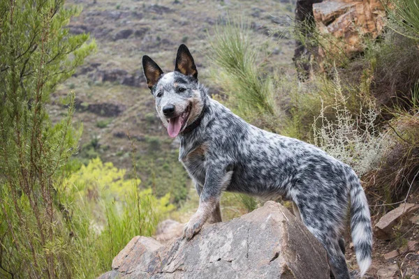 Austrailian Cattle Dog Blue Heeler Puppy Outdoors Full Length Portrait — Stock Photo, Image