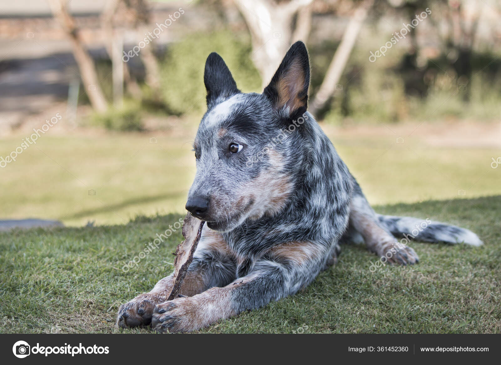 White Speckled Blue Heeler 5+ Thousand Blue Australian Cattle Dog