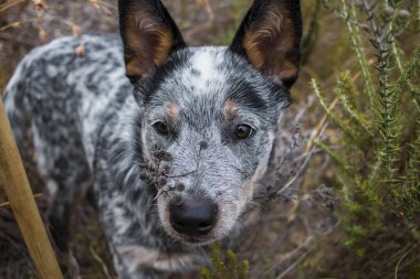 Austrailian Sığır Köpeği (Blue Heeler) köpek yavrusu çalıları keşfediyor. Yüzünün etrafını kapatıyorlar.