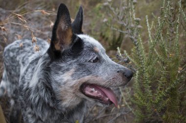 Austrailian Sığır Köpeği (Blue Heeler) köpek yavrusu çalılıklarda geziniyor, ağzı açık ve dili dışarı fırlamış.