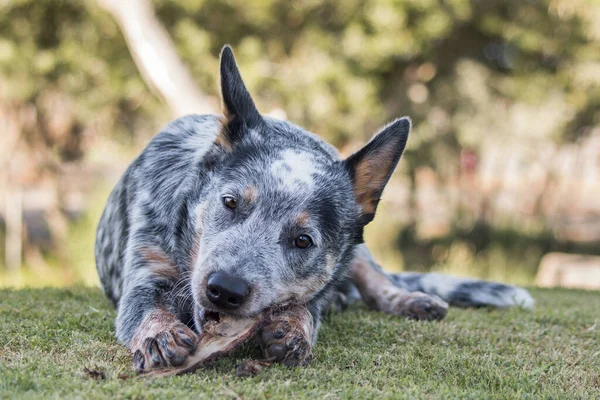 オーストラリアの牛犬 ブルーヒーラー の子犬が樹皮の上で屋外で噛む — ストック写真