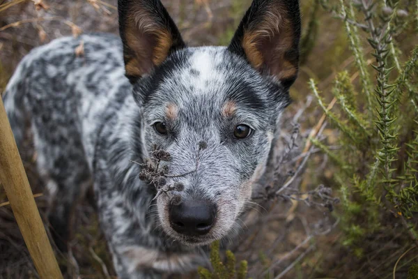 Austrailian Cão Gado Saltador Azul Cachorro Livre Explorando Nos Arbustos — Fotografia de Stock