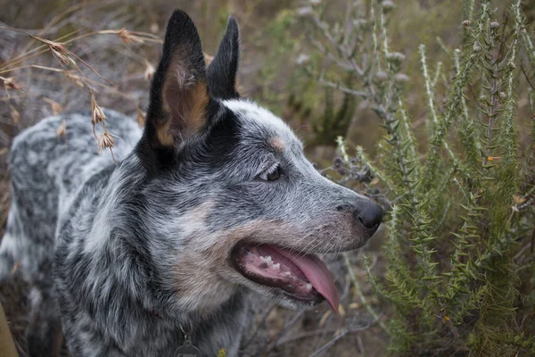Austrailian Cão Gado Saltador Azul Cachorro Livre Explorando Nos Arbustos — Fotografia de Stock