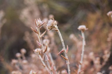 Ölü ve kurumuş Phyllica fabrikasının bakır renkleri