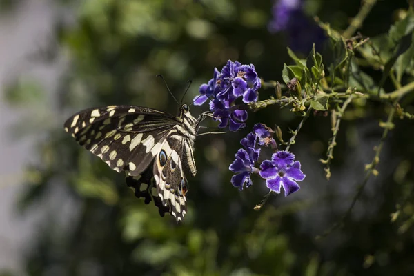 Mor Çiçeklerin Üzerinde Oturan Kelebek Kırlangıç Papilio Demodocus — Stok fotoğraf