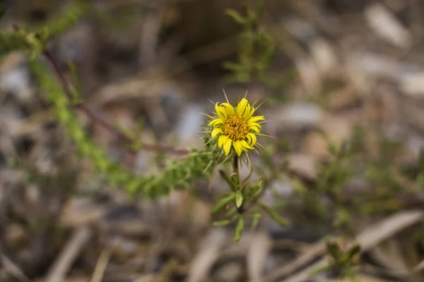 Zbliżenie Daisy Mały Żółty Kłujący Kwiat Fynbos Oedera Capensis — Zdjęcie stockowe