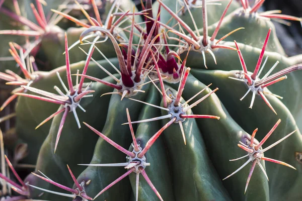 Closeup Cactus Pink Thorns — Stock Photo, Image