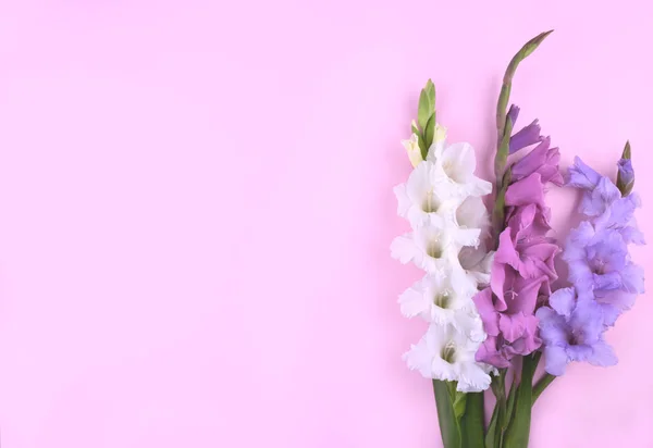 Bellissimi fiori gladiolus su sfondo rosa alla moda . — Foto Stock