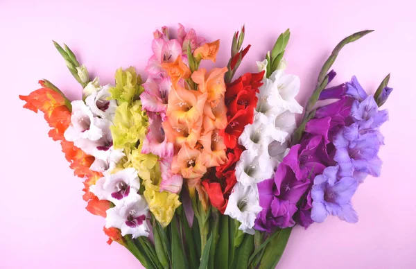 Vackra gladiolus blommor på trendiga rosa bakgrund. — Stockfoto