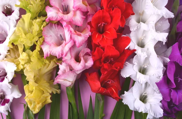 Hermosas flores de gladiolo sobre fondo rosa de moda . — Foto de Stock