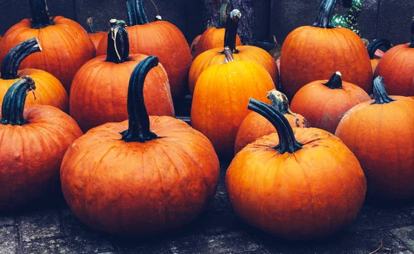 Herbststilleben mit Bio-Kürbissen. — Stockfoto