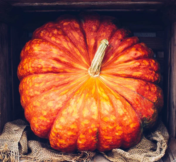 Herbststilleben mit Bio-Kürbissen. — Stockfoto