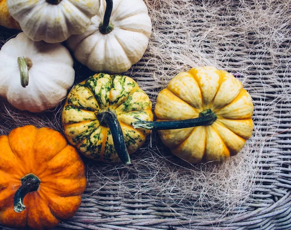 Bodegón de otoño con calabazas orgánicas . —  Fotos de Stock