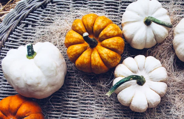 Bodegón de otoño con calabazas orgánicas . —  Fotos de Stock