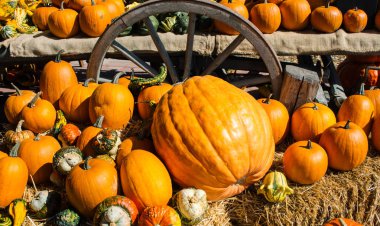 Natürmort saman içinde organik kabak ile.