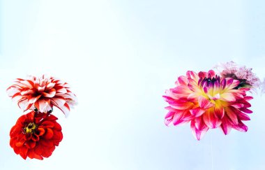 Parlak zemin üzerine güzel çiçekler levitating.