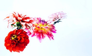 Parlak zemin üzerine güzel çiçekler levitating.