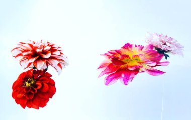 Parlak zemin üzerine güzel çiçekler levitating.