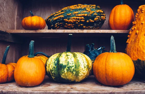 Herbststilleben mit Bio-Kürbissen. — Stockfoto