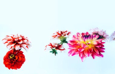 Parlak zemin üzerine güzel çiçekler levitating.