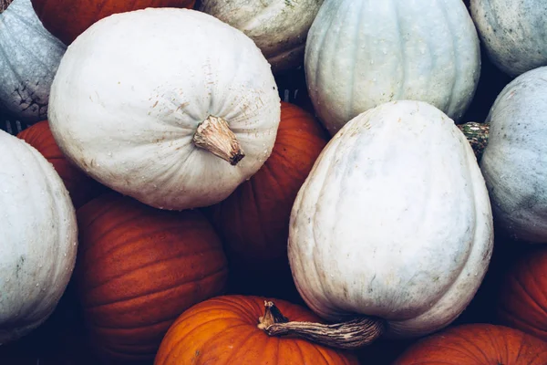 Bodegón de otoño con calabazas orgánicas . —  Fotos de Stock