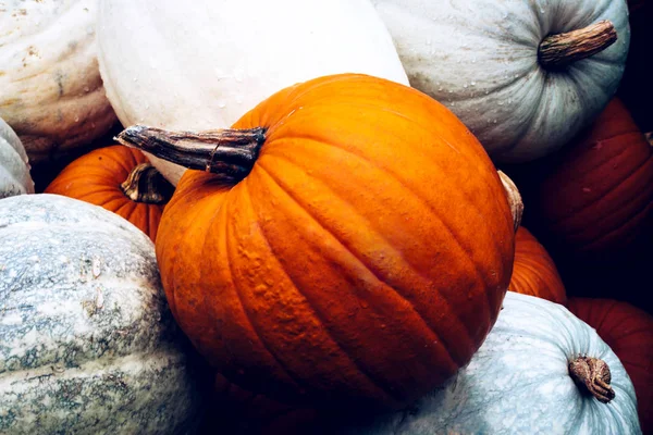 Bodegón de otoño con calabazas orgánicas . —  Fotos de Stock