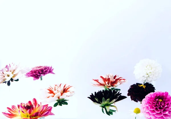 Левитация красивых цветов на ярком фоне . — стоковое фото
