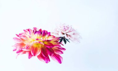 Su altında güzel çiçekler levitating.