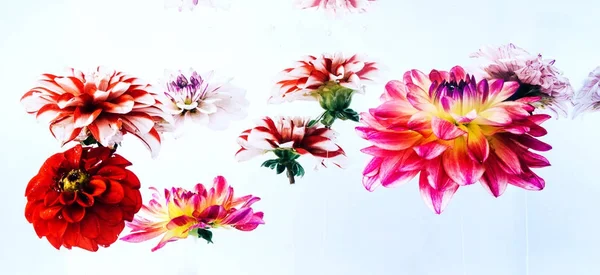 Levitando bei fiori sott'acqua . — Foto Stock