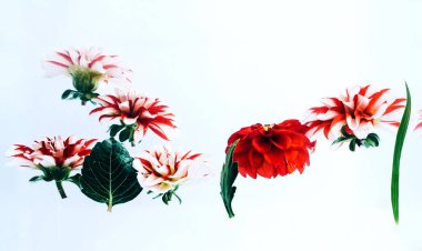 Su altında güzel çiçekler levitating.