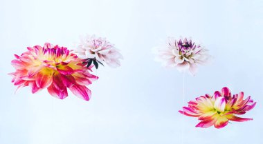 Su altında güzel çiçekler levitating.