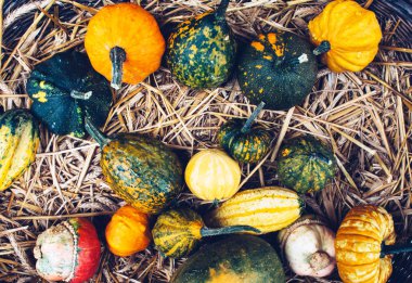 Organik kabak ile sonbahar natürmort.