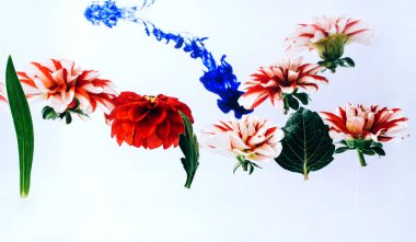 Su altında güzel çiçekler levitating.