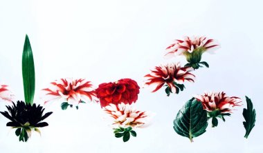 Su altında güzel çiçekler levitating.