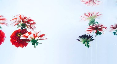 Su altında güzel çiçekler levitating.