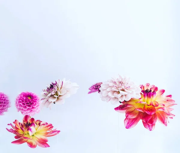 Levitando hermosas flores bajo el agua . —  Fotos de Stock