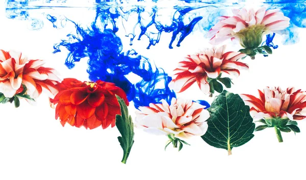 Левитация красивых цветов под водой . — стоковое фото
