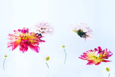 Su altında güzel çiçekler levitating.